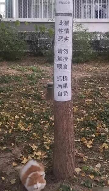 北大流浪猫小程序叫什么